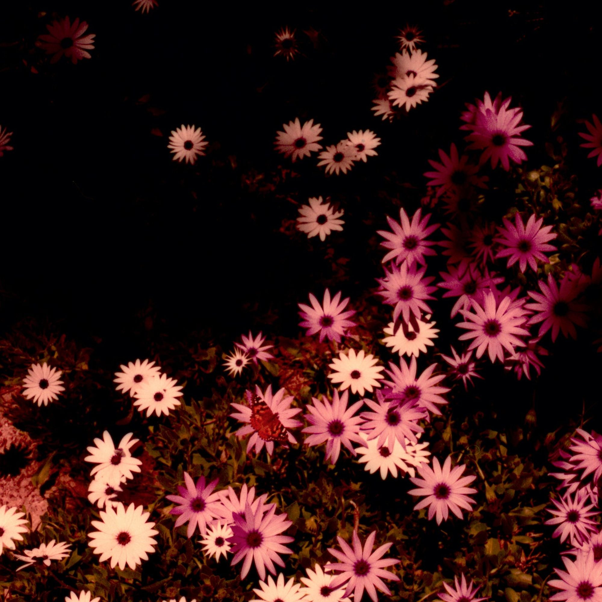 Babydoll/Cream Vinyl - Front Cover