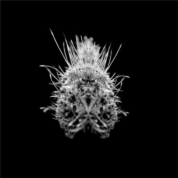 TiiiER / Post-Adrenaline - Front Cover