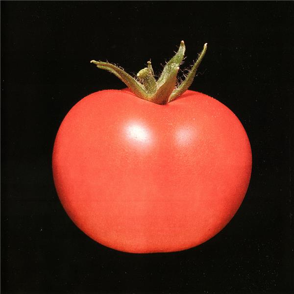 Chronophage - Front Cover