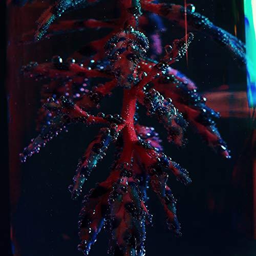 Cocoon Crush - Front Cover
