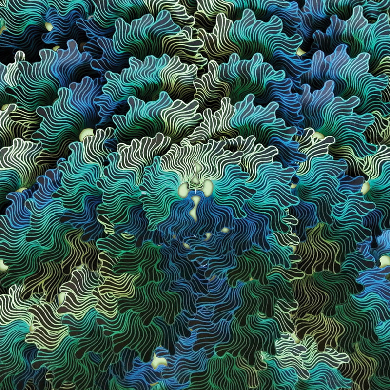 NGO MA - Front Cover