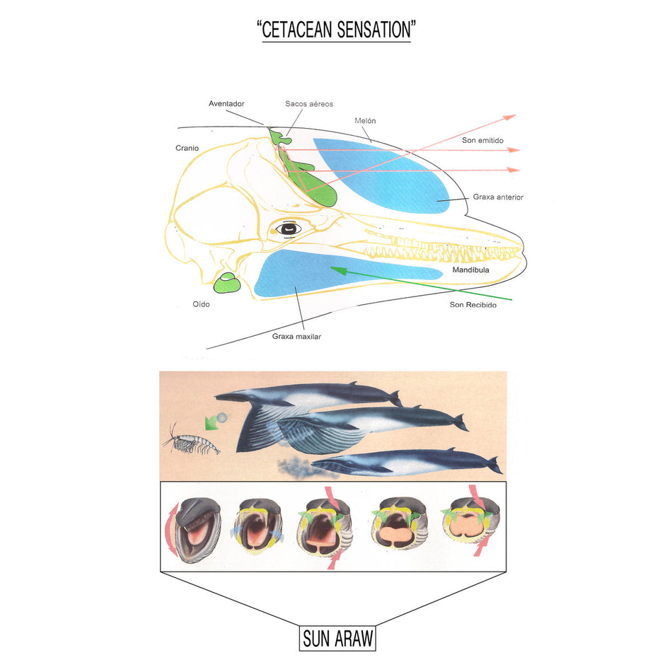 Cetacean Sensation - Front Cover