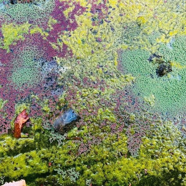 Nestor's Nest - Front Cover