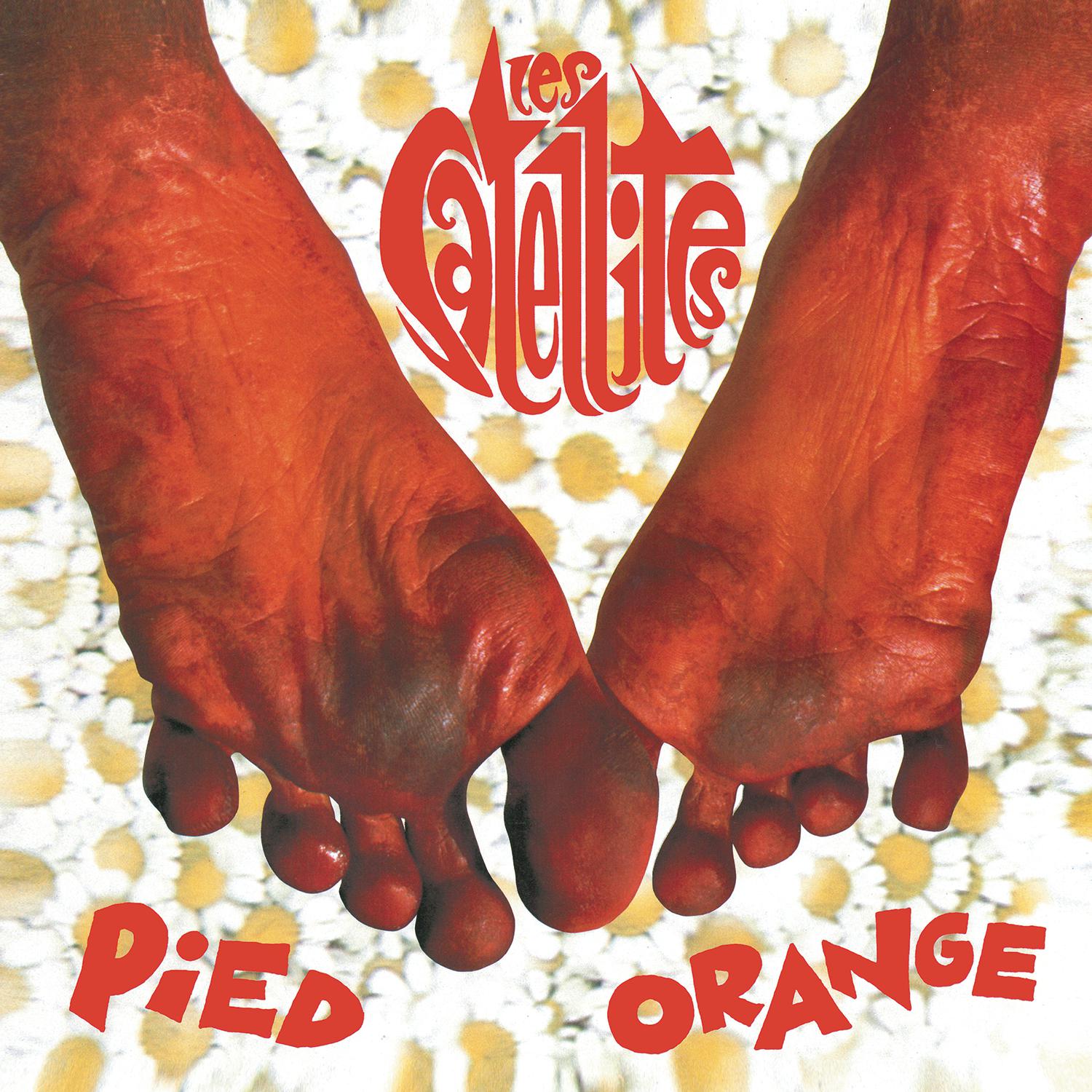 Pied Orange - Front Cover