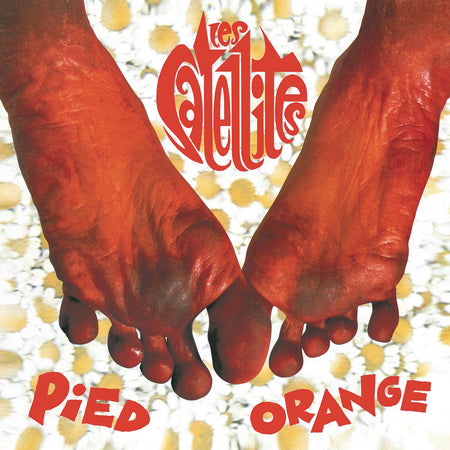 Pied Orange - Front Cover