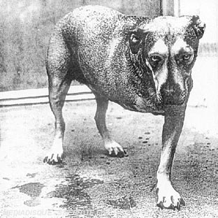 Alice In Chains - Front Cover