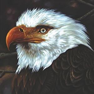 The hawk is howling - Front Cover