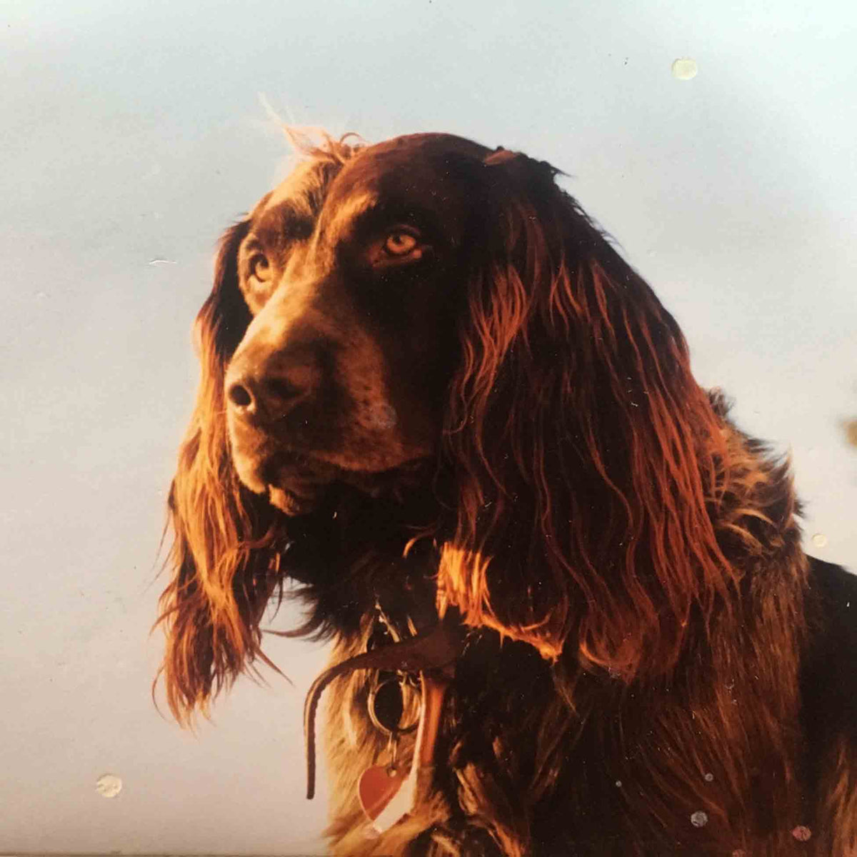 The Size Of The Night - Front Cover