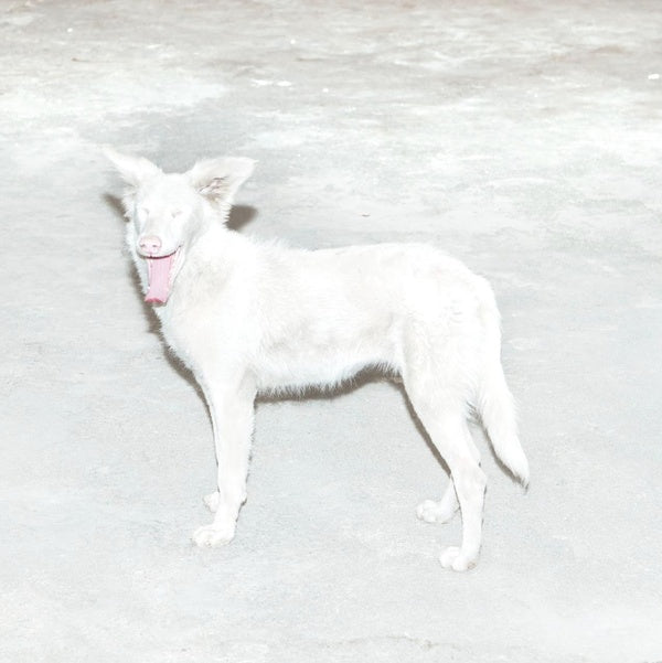 Malandra - Front Cover