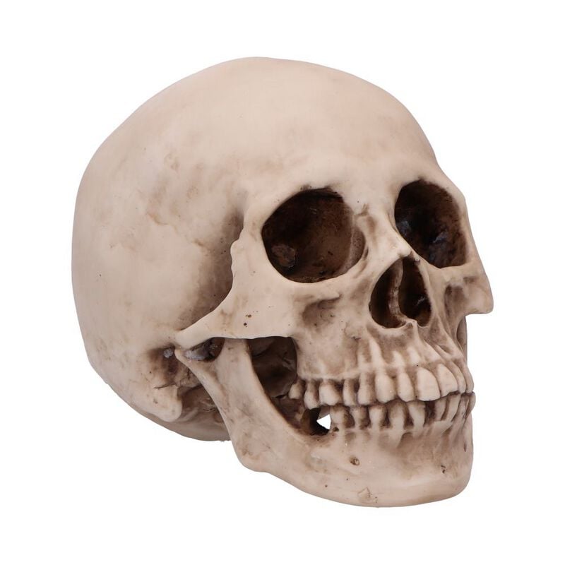 Crâne Gothic de Nemesis Now - Craniology - pour Indifférent - multicolore - Nemesis Now