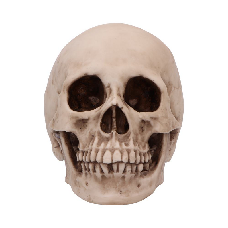 Crâne Gothic de Nemesis Now - Craniology - pour Indifférent - multicolore - Nemesis Now - View 2