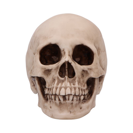 Crâne Gothic de Nemesis Now - Craniology - pour Indifférent - multicolore - Nemesis Now - View 2