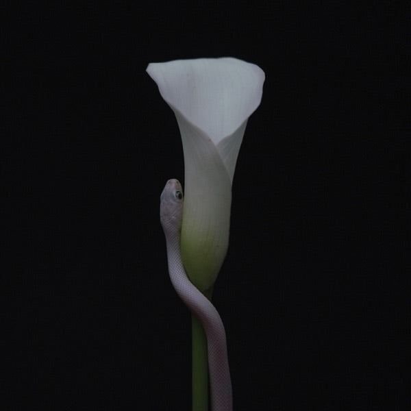 Parrhesia - Front Cover