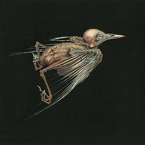 Meshes of Voice - Front Cover