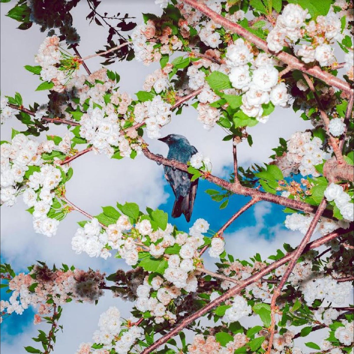 EMBERS - Front Cover