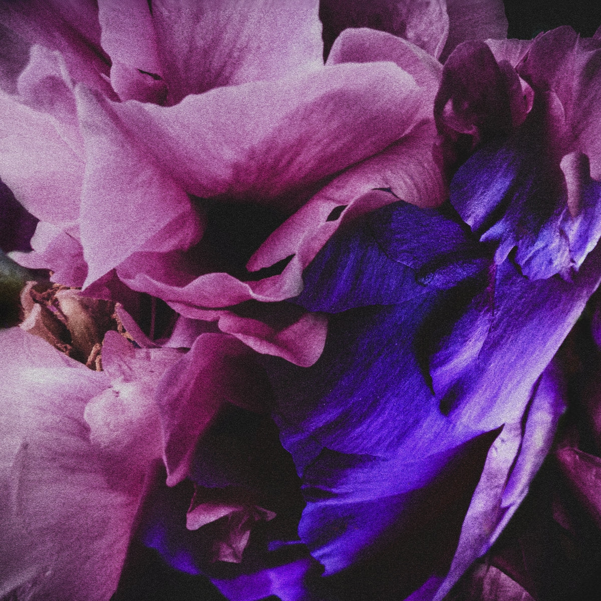 Velvet Dawn - Front Cover