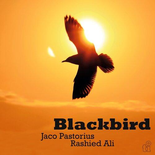 Blackbird - Front Cover