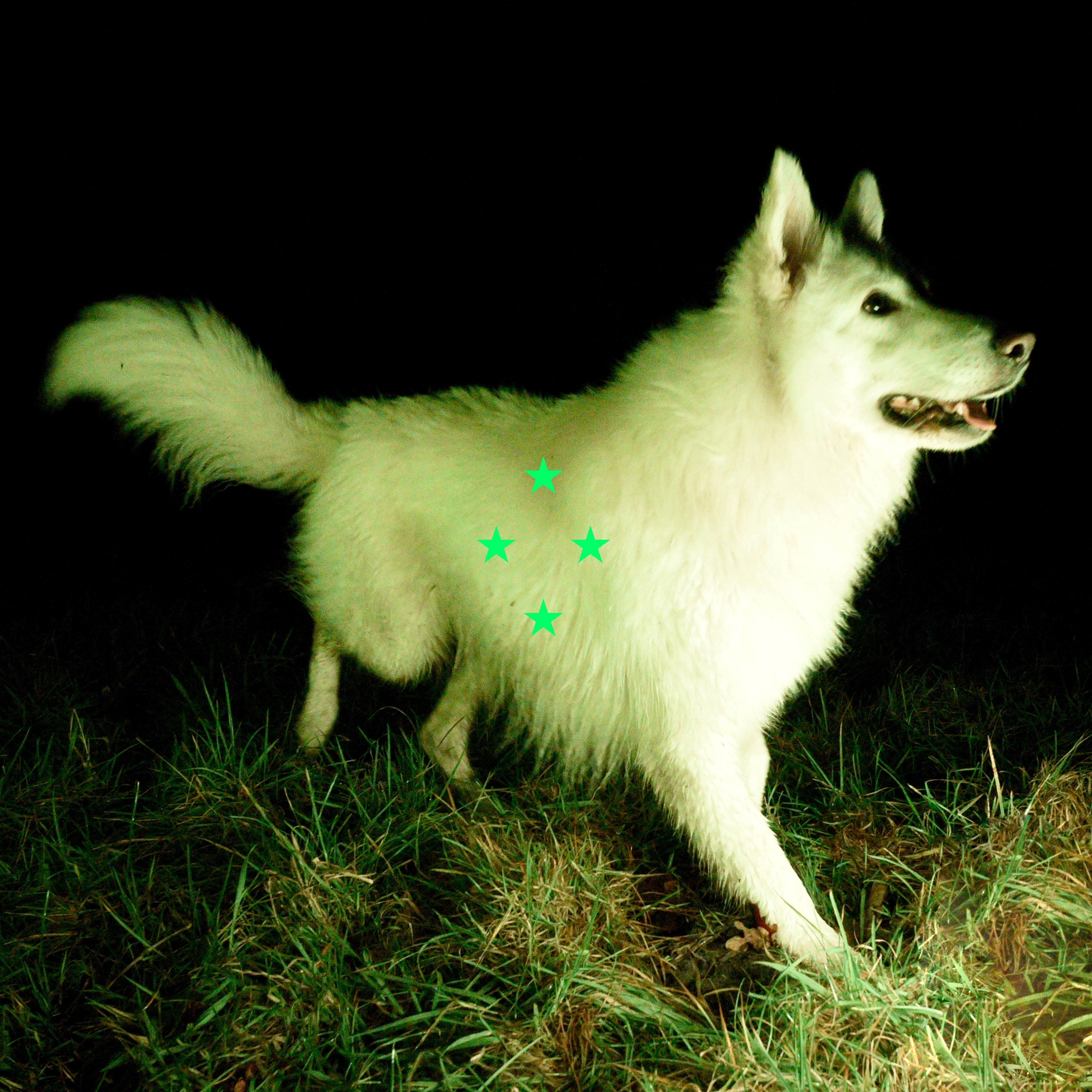 Compare What’s There/fluorescent Green Vinyl/Poster - Front Cover